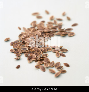 Anethum graveolens, Dill, dillweed , dried seeds, Stock Photo