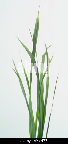 Cymbopogon citratus, lemon grass, fever grass, lemon scented, sharp, linear leaves, Stock Photo