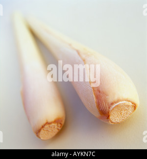 Lemon Grass, Fever Grass (Cymbopogon citratus), robust, cane-like stems Stock Photo