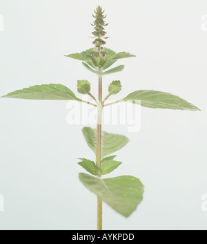 Ocimum tenuiflorum, holy basil, tulsi, olive green, oval, pointed, hairy, slightly serrated leaves, Stock Photo