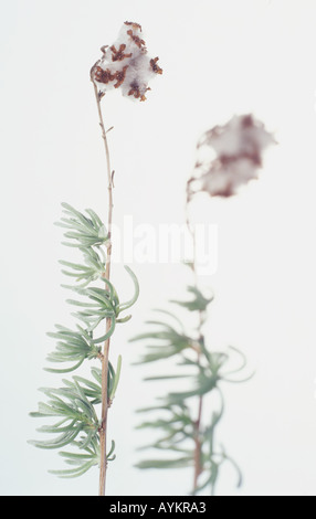 Eriocephalus africanus, wild rosemary, snowbrush, kapokbos, seed covered in fluffy white hairs and small, Stock Photo