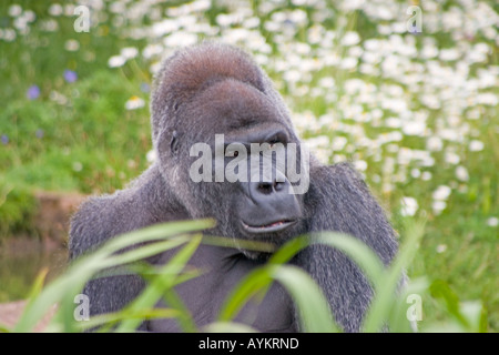 gorilla at rest in the flowers Stock Photo