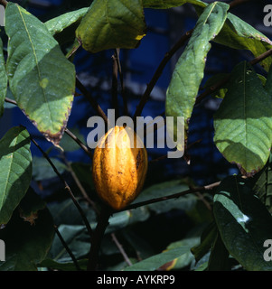 RIPE CACAO SEED POD HANGING ON TREE THEOBROMA CACAO GEORGIA Stock Photo