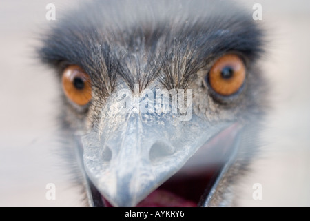 emu Stock Photo