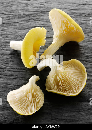 Food still life of fresh picked raw  yellow oyster mushrooms on a black slate background Stock Photo