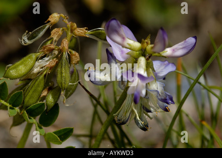 Alpine Milk Vetch Astragalus alpinus Stock Photo