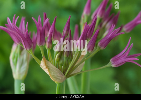 Allium falcifolium. Ornamental onion. Stock Photo