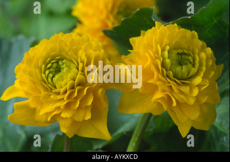 Caltha palustris 'Flore Pleno'. AGM King cup, Marsh marigold. Stock Photo