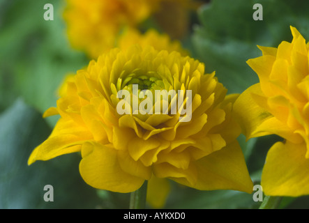Caltha palustris 'Flore Pleno'. AGM King cup, Marsh marigold. Stock Photo