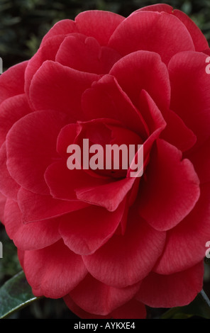 Camellia japonica 'Blood of China'. Stock Photo
