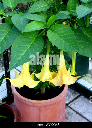 . BRUGMANSIA AUREA.  DATURA. ANGEL'S TRUMPETS. Stock Photo