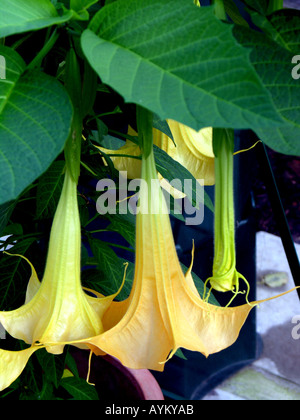 . BRUGMANSIA AUREA.  DATURA. ANGEL'S TRUMPETS. Stock Photo