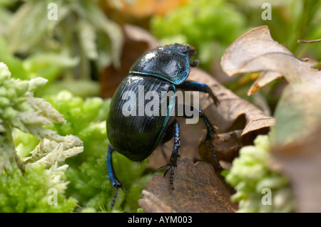 Common Dor Beetle Geotrupes stercorarius clambering over woodland floor