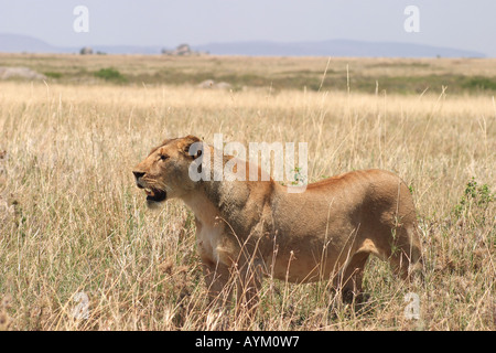 A lioness hunts for prey during the dry season on the plains of Northern Serengeti, Tanzania, East Africa. Stock Photo