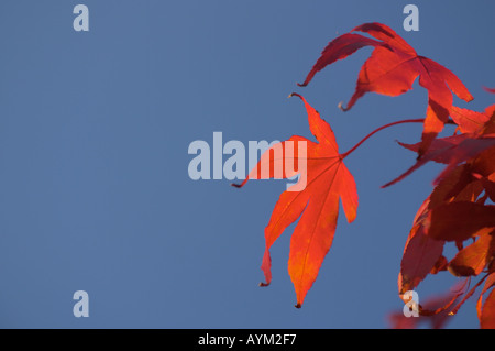 Japanese Maple Acer palmatum heptalobum Osakazuk in autumn colours at Holehird garden Stock Photo