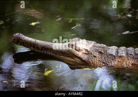 India Tamil Nadu Mahabalipuram Crocodile Bank Farm reptiles False Gharial Tomistoma schlegelii Stock Photo