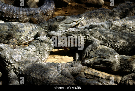 India Tamil Nadu Mahabalipuram Crocodile Bank Farm reptiles Mugger crocodiles Crocodylus palustris basking together on riverbank Stock Photo