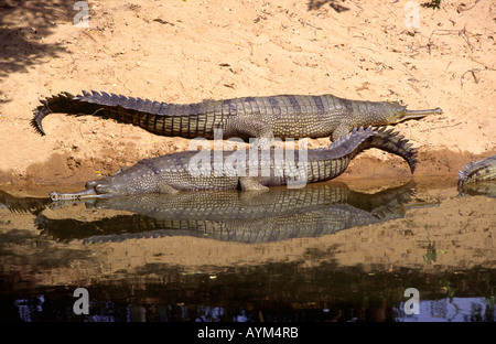 India Tamil Nadu Mahabalipuram Crocodile Bank Farm reptiles River Gharials basking in sunshine Stock Photo