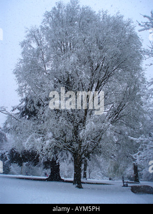 Snow covered tree in Hampden Park, Eastbourne, [East Sussex], England in April Stock Photo