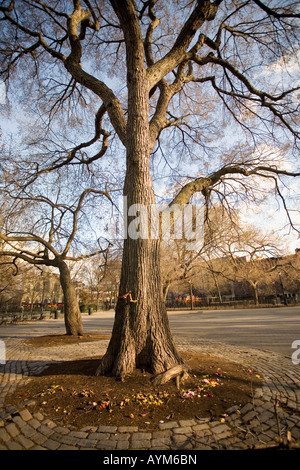Hare Krishna Tree Tompkins Square Park 1966 elm tree first chanting outside India New York City east village Stock Photo