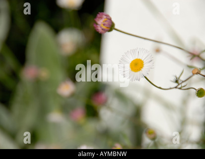 Two small daisies in a front yard, white picket fence, on a clear Spring morning. Stock Photo