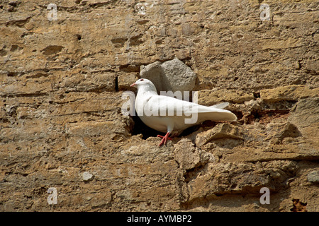 White pigeon perched in a hole in a wall, Seville, Spain Stock Photo
