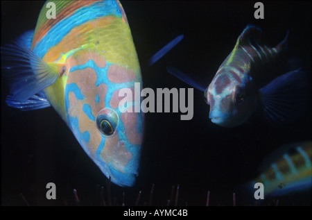 Male turkish wrasse Thalassoma pavo with female in the background. Stock Photo
