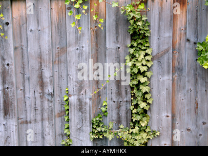 A vine growing up a wooden fence Stock Photo