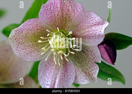 Hellebore 'helleborus white lady spotted' closeup close-up close up macro of a single flower set against a grey background Stock Photo