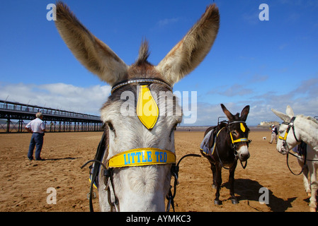 The Weston Super Mare donkeys prepare themselves for the Bank Holiday weekend rush. Weston Super Mare, Somerset, UK. Stock Photo