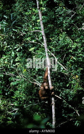 Sabah a male orangutan Stock Photo
