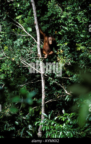 Sabah a male orangutan Stock Photo
