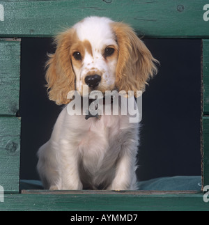 Cocker Spaniel Puppy in Kennel Stock Photo