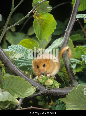Dormouse Muscardinus avellanarius in hazel tree Stock Photo