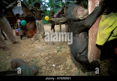 a sunbear in a Orang Asli village in the Taman Negara NP Stock Photo