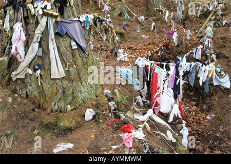 Cloths, rags hanging from trees at the clootie well near Munlochy on the Black Isle, Scottish Highlands Stock Photo