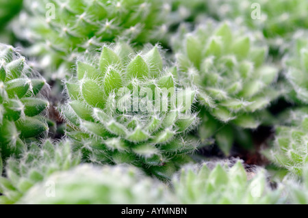 Sempervivum ciliosum var borisii regarded as a mountain or rock garden plant commonly called the house leek Stock Photo
