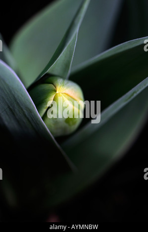 overhead image looking down on light shining illuminating isolating an unopened closed tulip flower bud
