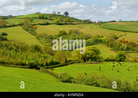 Devon countryside near Crediton UK Stock Photo