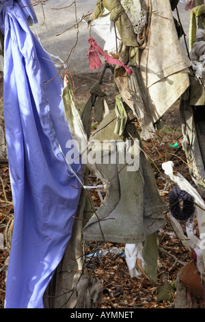 Cloths, rags hanging from trees at the clootie well near Munlochy on the Black Isle, Scottish Highlands Stock Photo