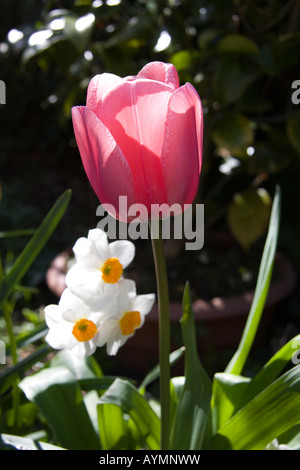 Pink Tulip and daffodils in spring sunlight Stock Photo