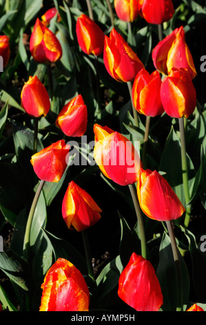 tulipa flair early single group large bunch fireld red open tulip flowers Stock Photo