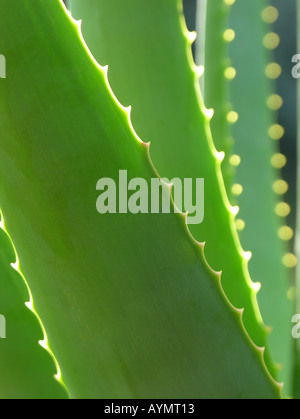 Aloe vera leaves Stock Photo