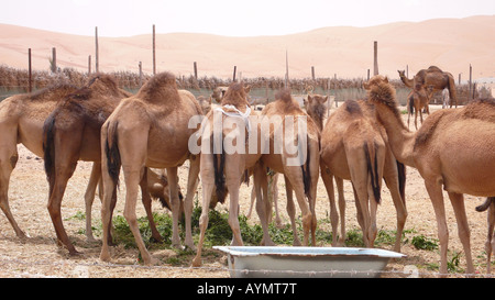 A line of Arabian camels feeding at a camel farm in the Liwa desert, Western Region, Abu Dhabi emirate, UAE. Stock Photo