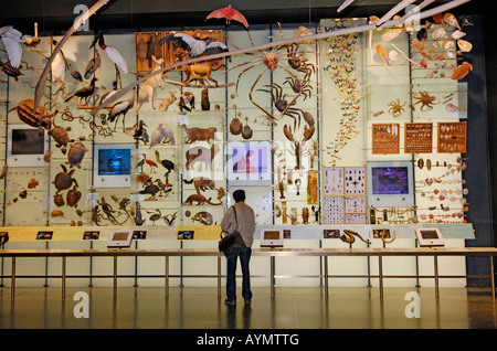 A man looks at a display in the Hall of Biodiversity American Museum of Natural History Stock Photo