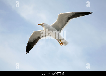 Seagull flying over the White Sea near Kem in Karelia, Russia Stock Photo