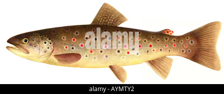 Brown Trout (Salmo trutta fario), young specimen, drawing Stock Photo