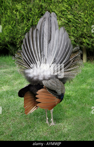 A male peacock from the rear showing off its feathers Stock Photo