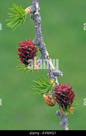 Common Larch, European Larch (Larix decidua), twig with female flowers Stock Photo