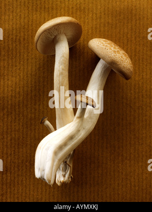 Raw  fresh organic Hon-Shimeji mushrooms Stock Photo